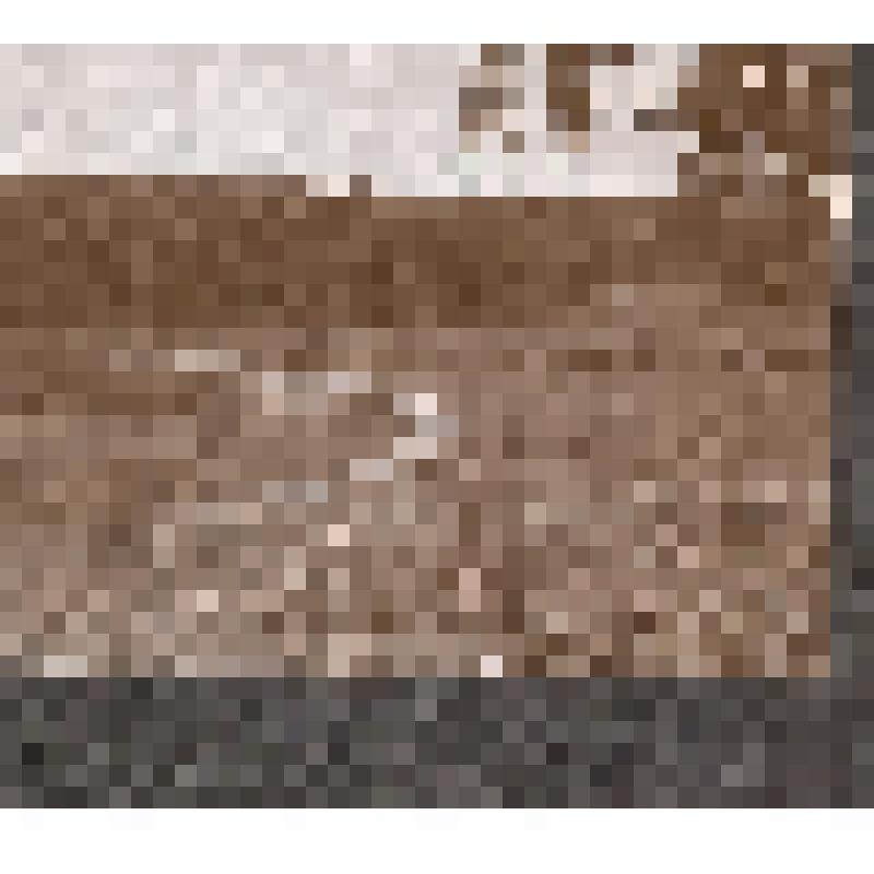 Л.Н.Толстой по дороге к плотине через реку Воронку