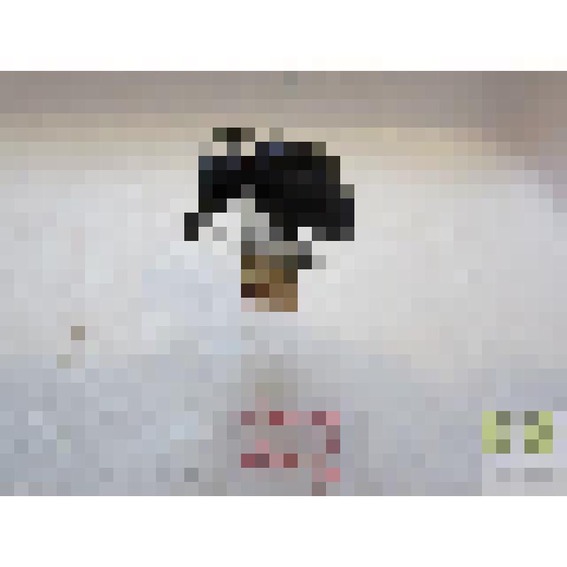 Майка синяя (Meloe proscarabaeus)