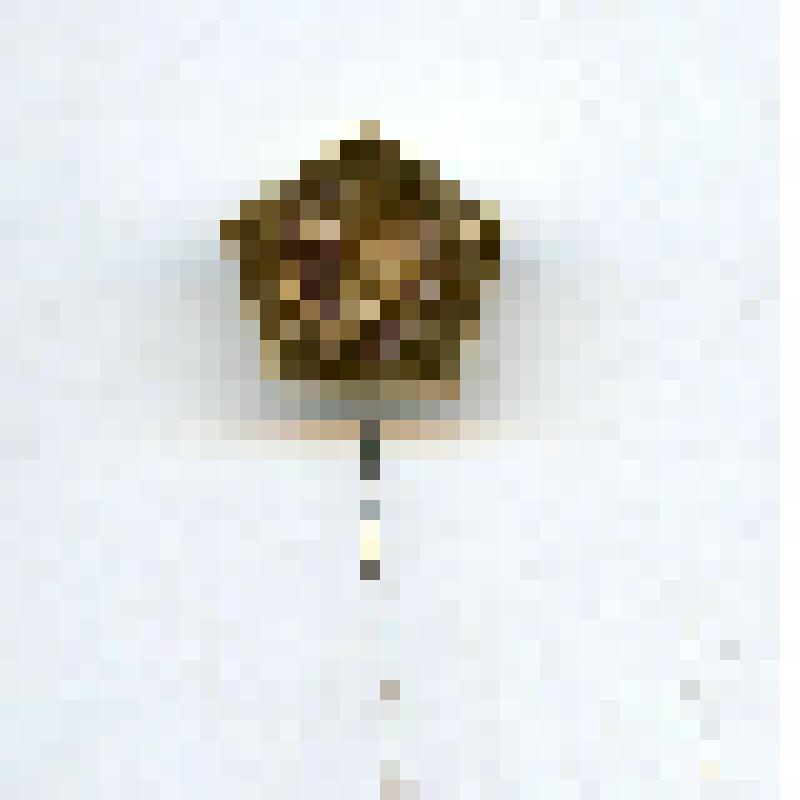 Значок с изображением головы Ленина