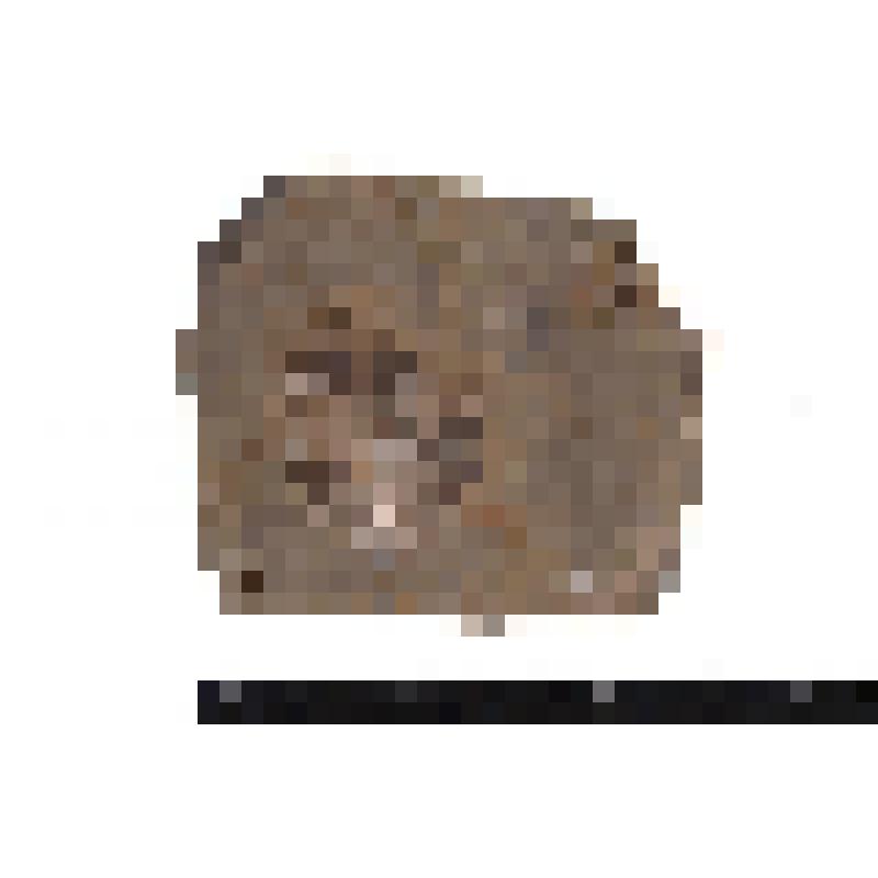 Колониальный коралл. Anthozoa. Порода с окаменелостями