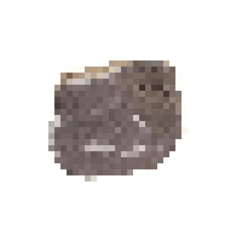 Колониальный коралл. Anthozoa. Порода с окаменелостями