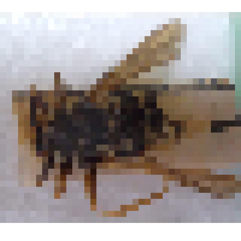 Класс: Насекомые (Insecta), Отряд: Двукрылые (Diptera Linnaeus, 1758),  Семейство: Журчалки (Syrphidae Latreille, 1802), Род: Temnostoma  Latreille, 1804 "Пчеловидка  (Temnostoma apiforme, Fabricius, 1794) "