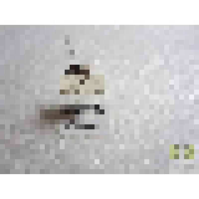 Усачик  щитинистый липовый  (Exacentrus lusitanus L.)