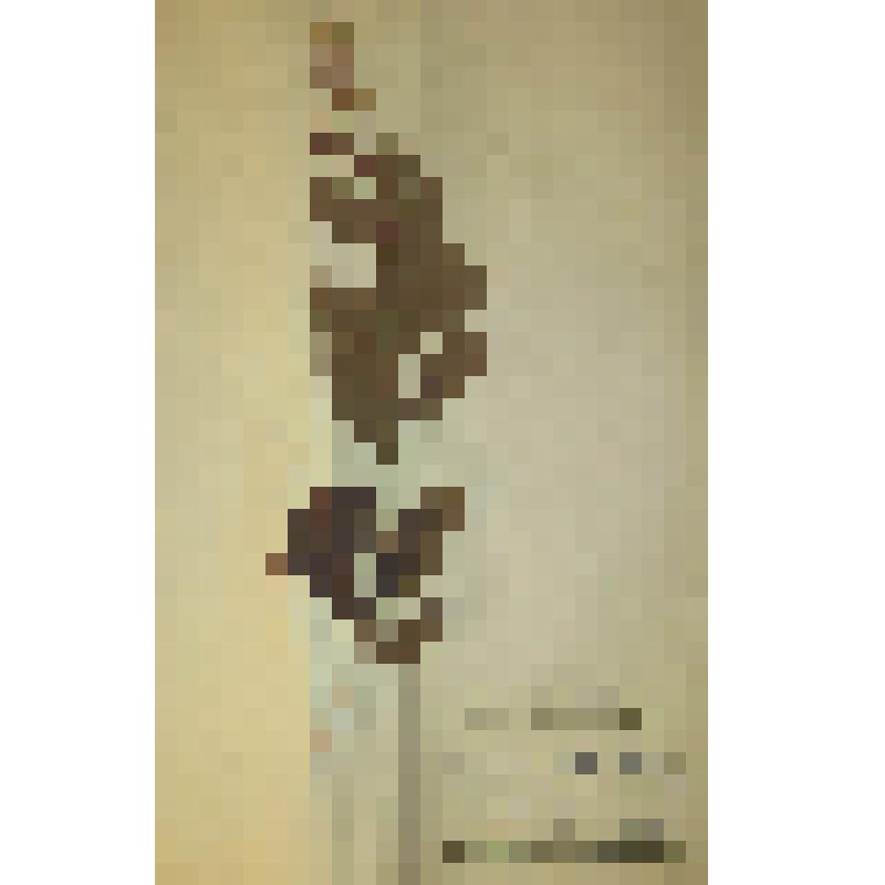 Таволга иволистная Spiraea salicifolia L