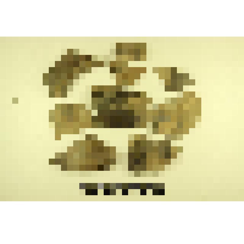 Глиняный горшок