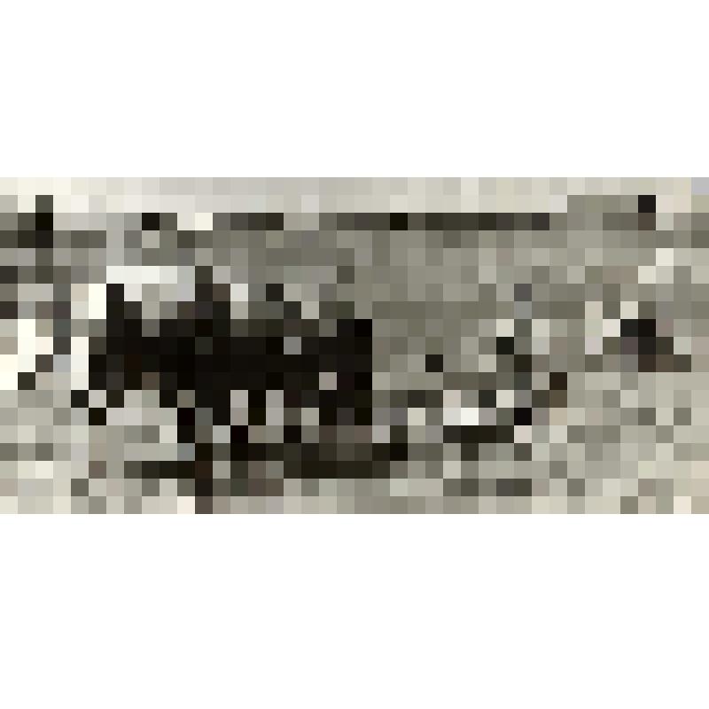 Фотодокумент. Фотография. Конная сенокосилка