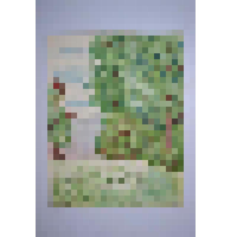 Акварельный рисунок "Цветы в лесу"