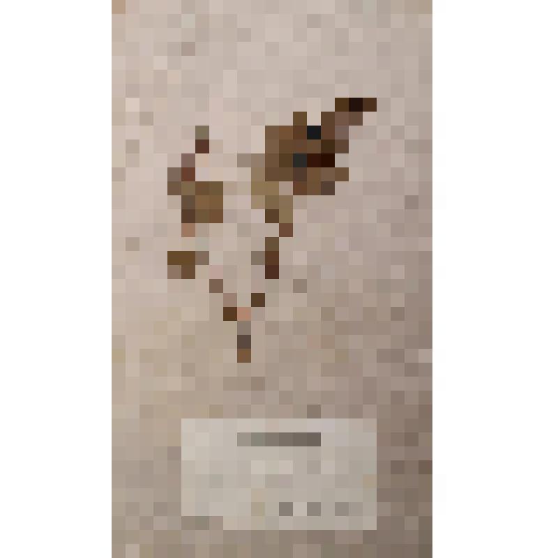 Гербарный лист. Жимолость татарская