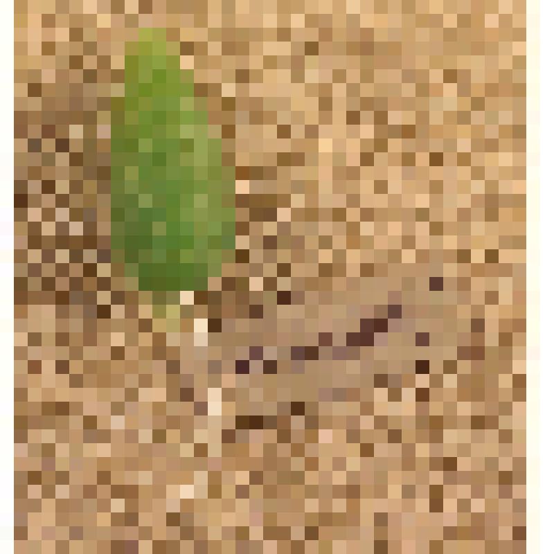 Игрушка елочная «Шишка» для искусственной мини-елки для искусственной мини-елки, из коллекции игрушек для искусственной мини-елки из наборов елочных украшений "Малютка"