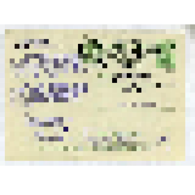 Карточка почтовая. 8 марта. Женщины разных национальностей и лавровая ветвь