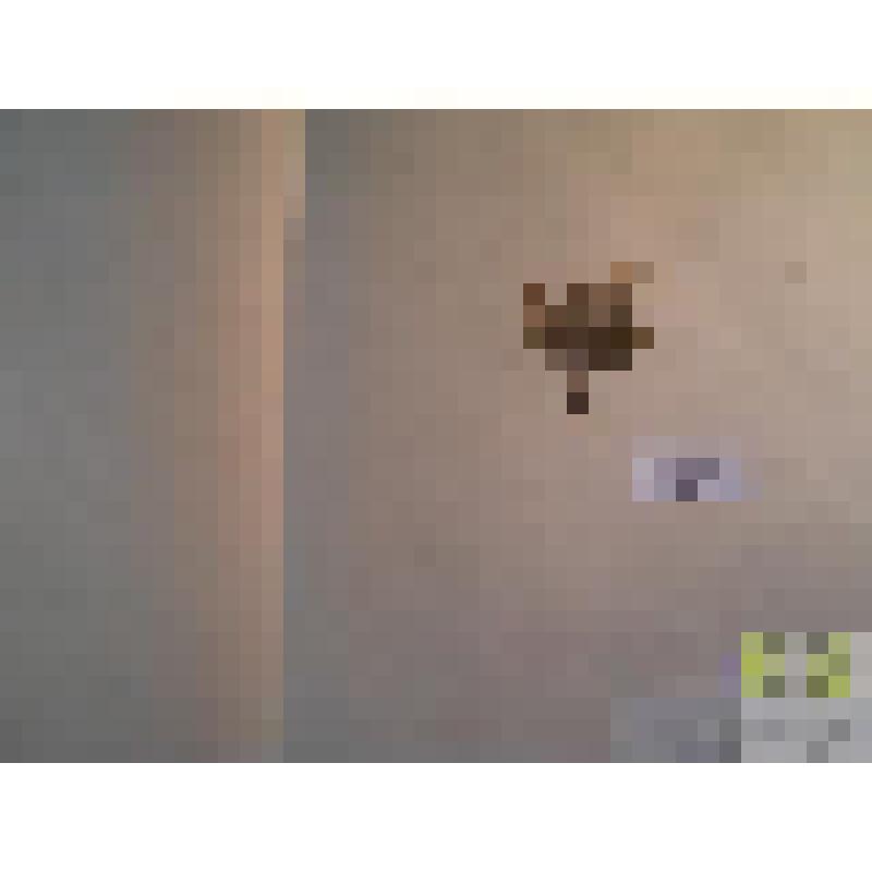 Фиалка песчаная (Viola arenaria D.C.)