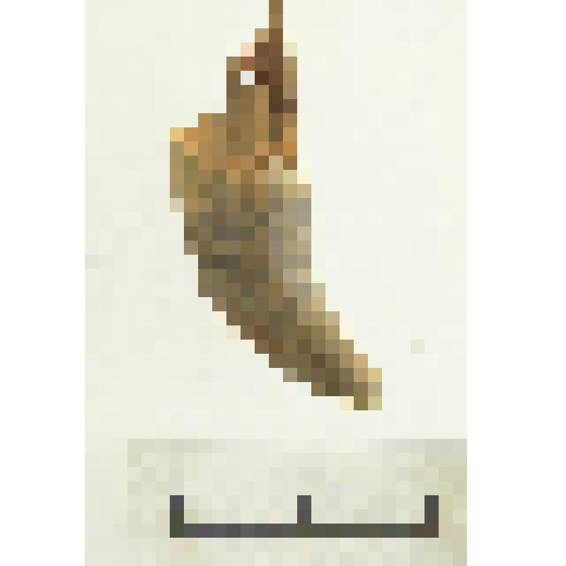 Украшение (амулет) из клыка с отверстием  для подвешивания, обломок