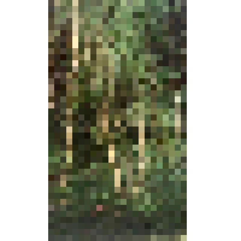 Пейзаж. Березовая роща