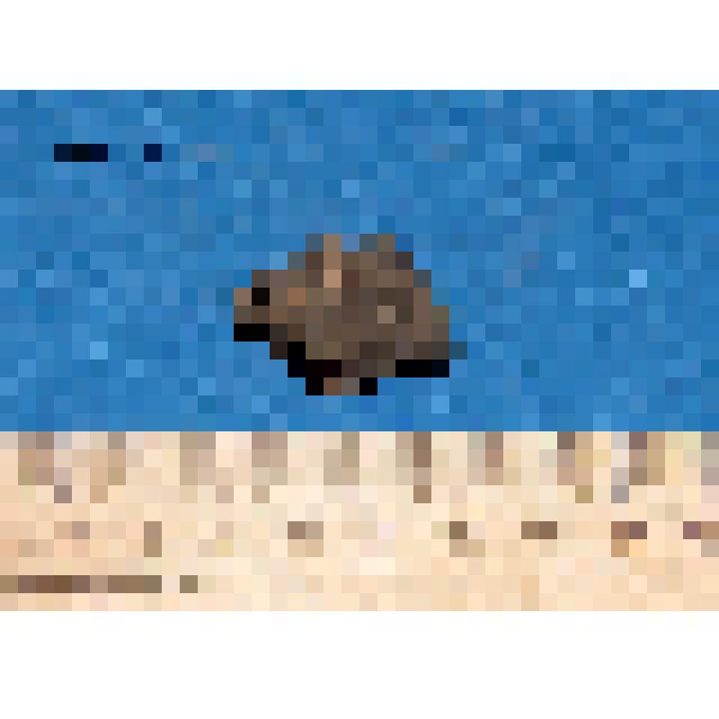 Стенки сосуда лепного коричневого цвета фрагмент