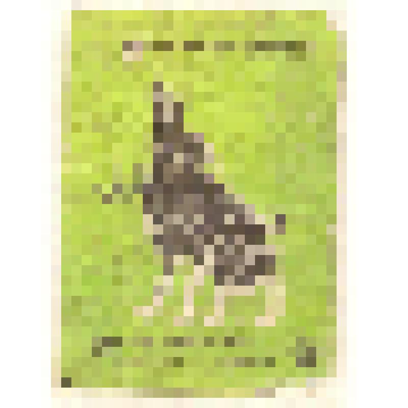 Коллекция спичечных этикеток Павла Немцова. "Заяц"