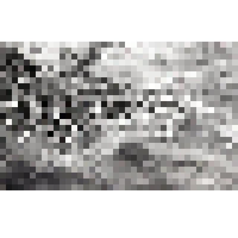 негатив. Ель восточная. Фрагмент