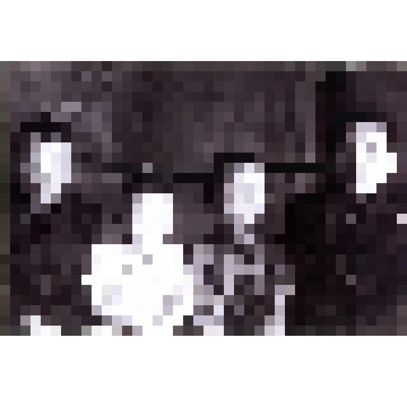 Фотокопия. Сидят дети, слева направо: Васютка, Ирочка, Кеша, Миша