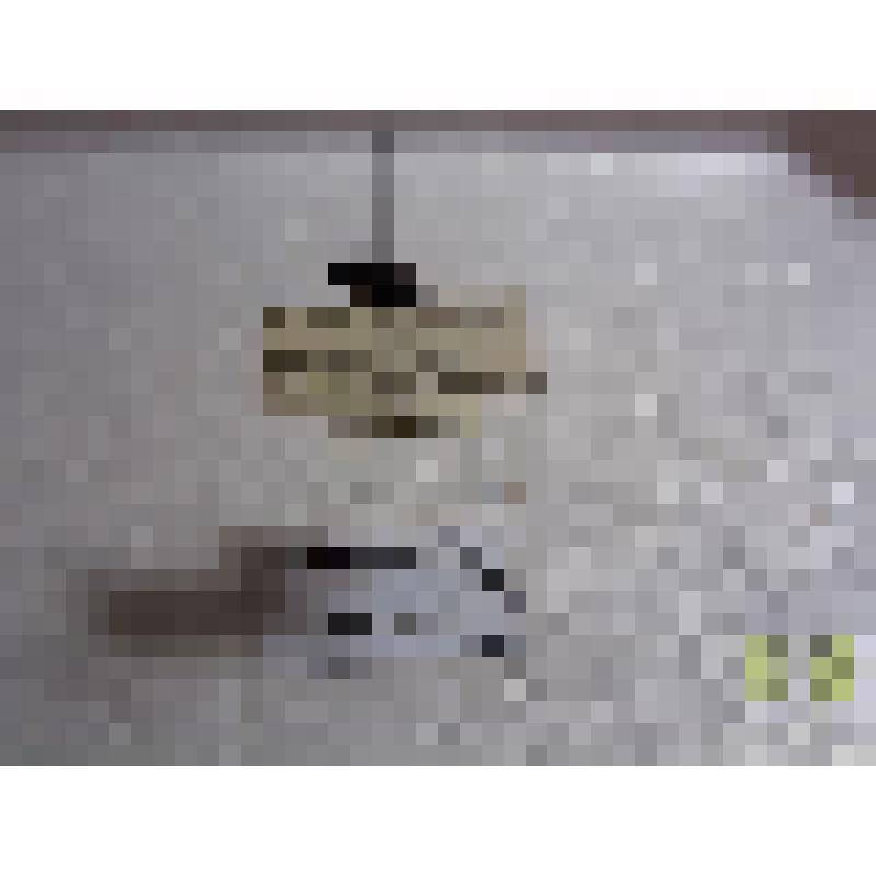 Синюх холодный  (Synuchus nivalis Pz.)