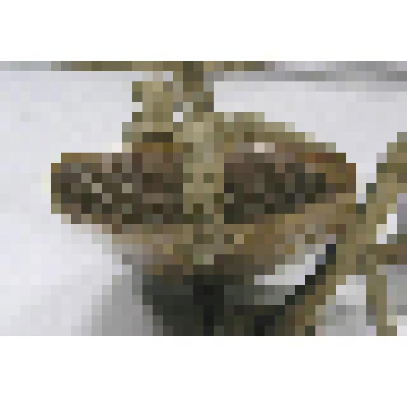 Недоуздок сложный, фрагмент. Пластина нащечная