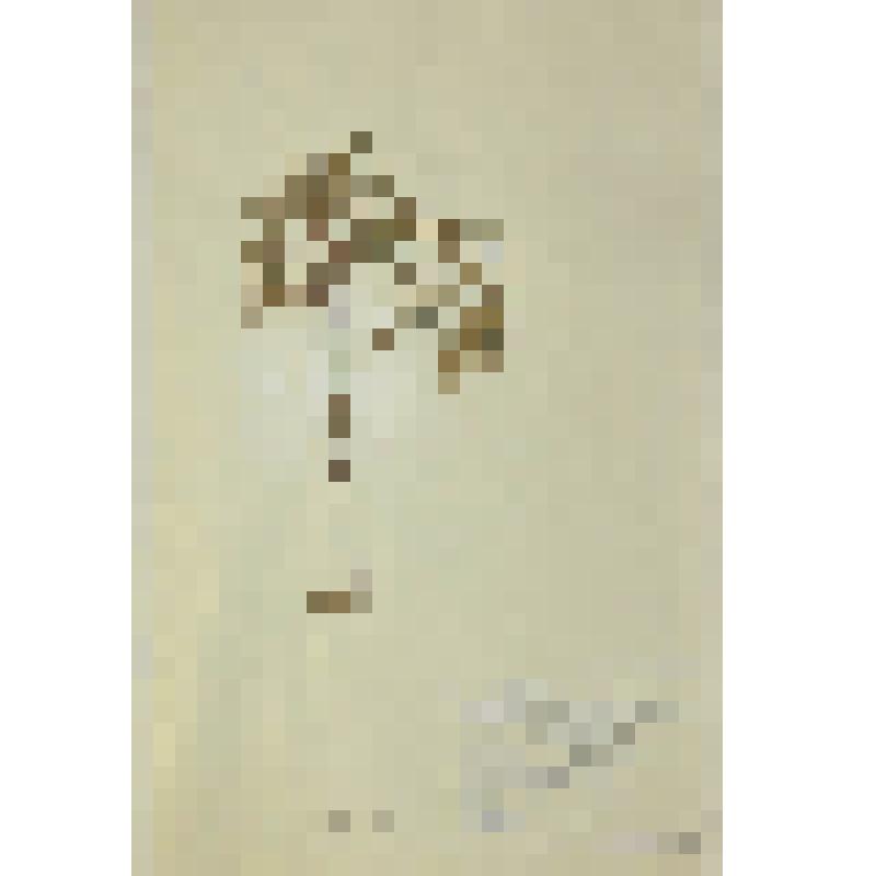 Плаун сплюснутый Lycopodium complanatum L