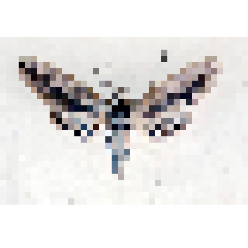 Коробка N358. Отряд чешуекрылые - Lepidoptera. Семейство - Sрhingidае. Род - Sрhinх