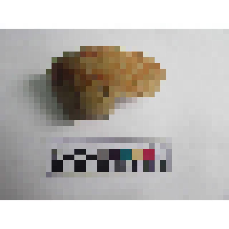 Фрагмент венчика краснолаковой чаши