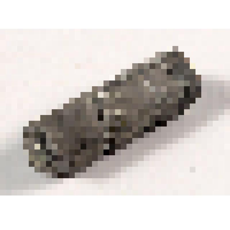 Беспозвоночные. Стебель морской лилии