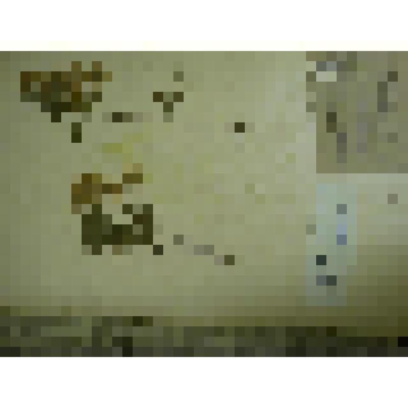 Гербарий. Спирея средняя, гербария М.И.Губельмана