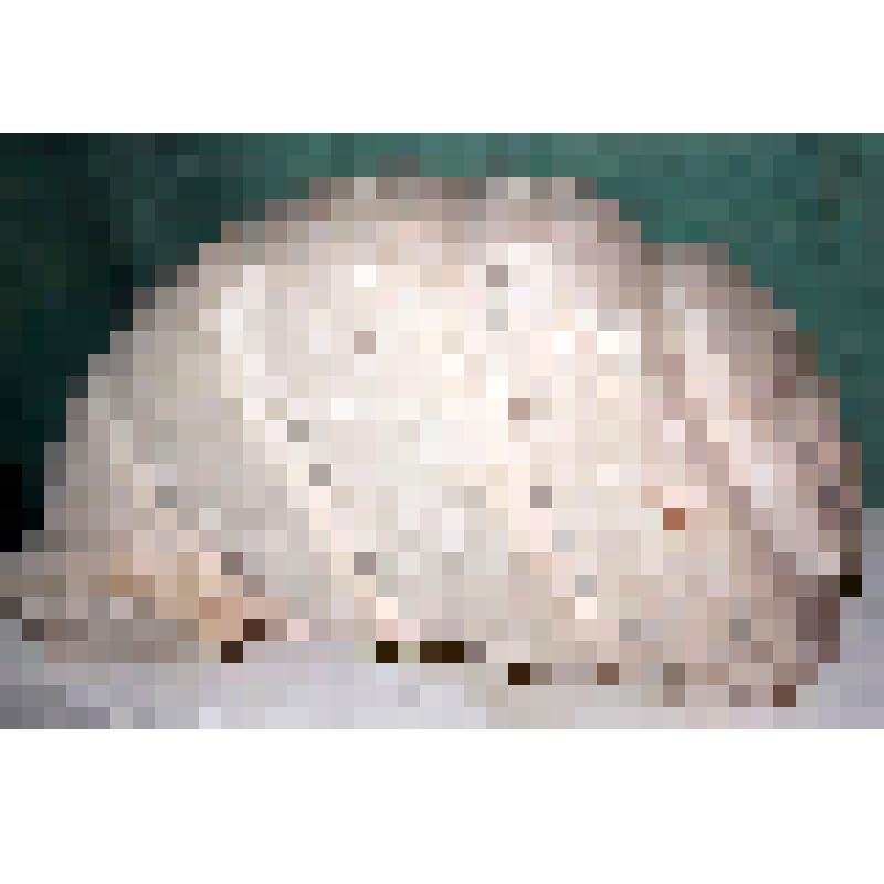 Облом белокаменный («моллюск») от правого пилона западного портала Покровской церкви Александровской слободы