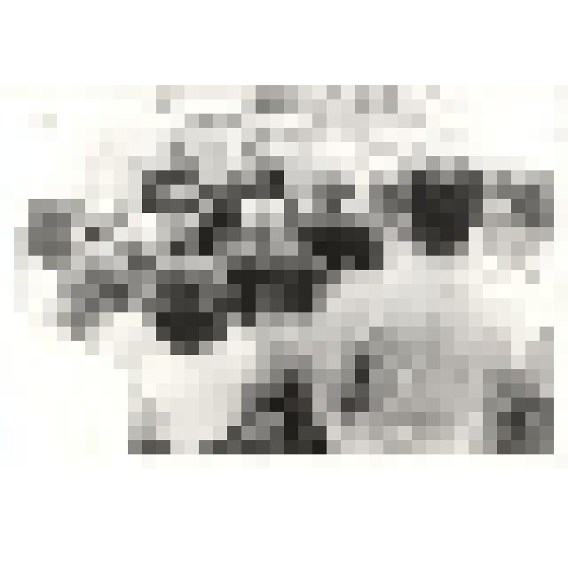 Фото. Празднование 160-летия Н.Г. Чернышевского. 24 июля 1988 г