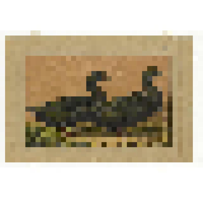 Породы домашней птицы.53. Утки Каюга (Kayuga). Литография цветная