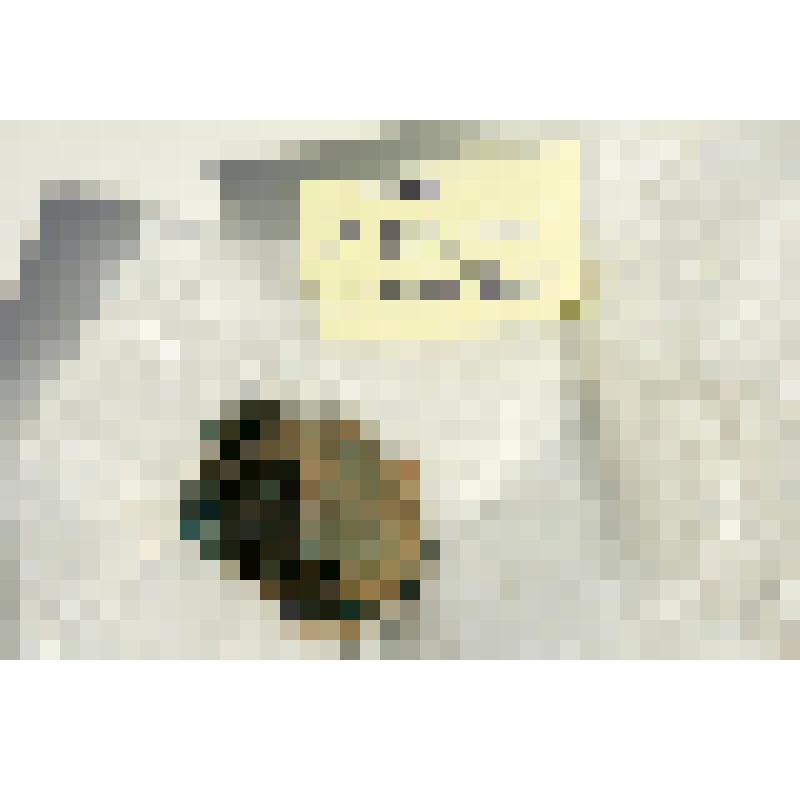 Пуговица дисковидной формы. В основе - следы отверстий