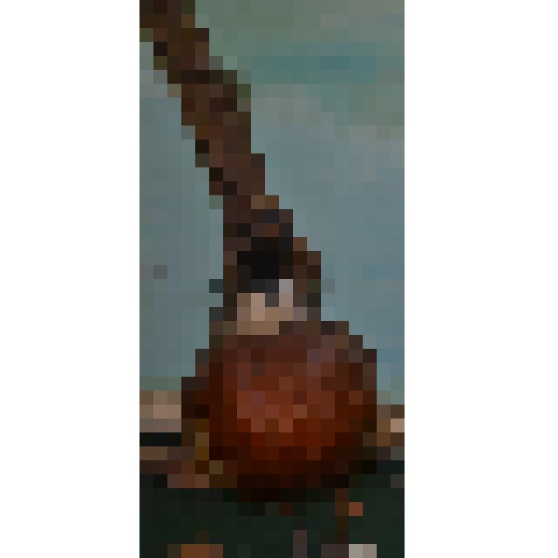 чучело. Фазан (самец)