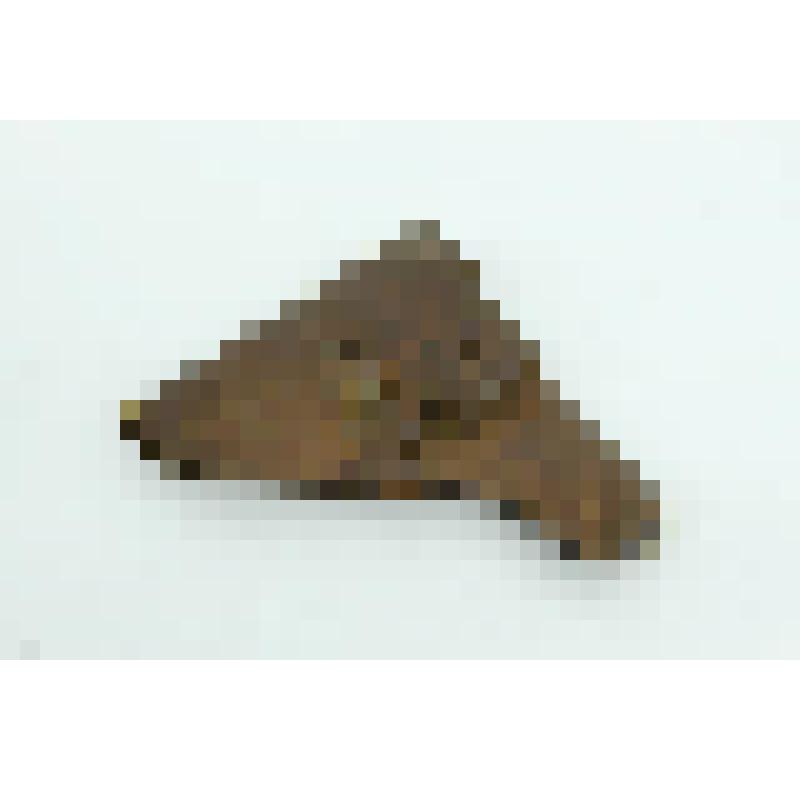 Кабура кожанная к пистолету автоматическому системы Браунинга, обр. 1900 г. Бельгийский, калибр-7,65 мм. Полковника Хвостова С.М