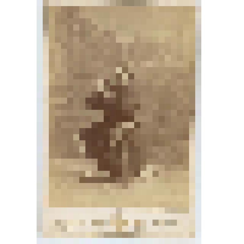 Фотография. "Жизнь за царя" - опера М.И. Глинки. Постановка Большого театра, 1890-1902гг., Ваня (Звягина Л.Г.)