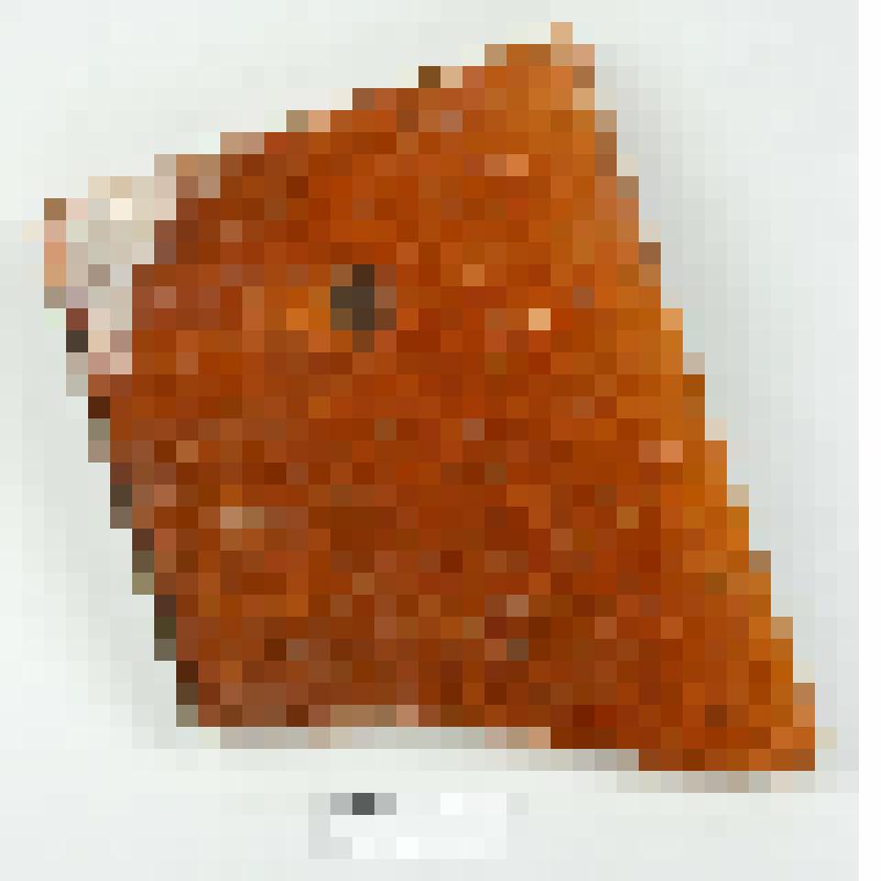 Черепица кровельная, светло-коричневая. Фрагмент