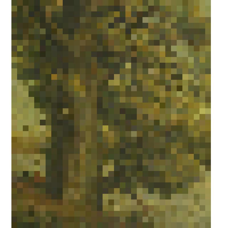 Старый осокорь. Картина