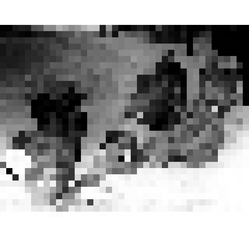 Фрагмент монтажных работ скелета трогонтериевого мамонта: две берцовые кости и бедренная кость скелета