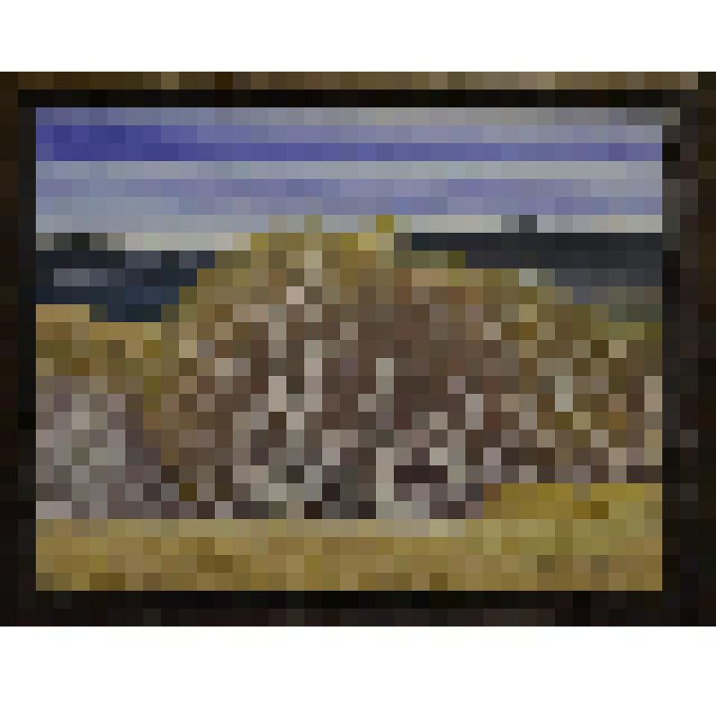 «Поздняя осень. Берёзы». Картина