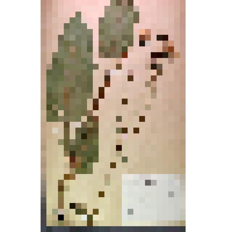 Лист гербарный. Скерда кровельная (Crepis tectorum)