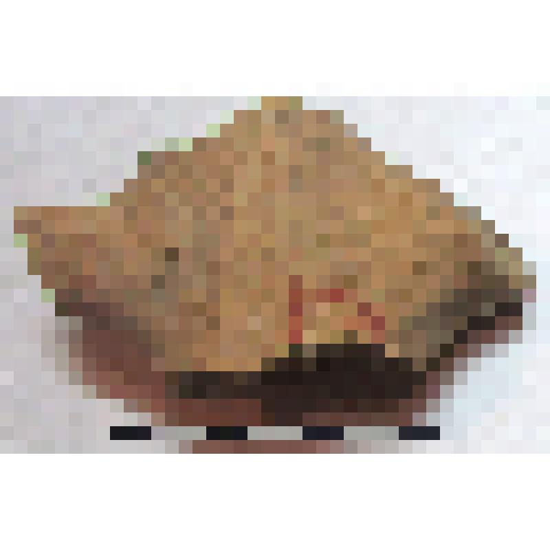 Фрагмент средней части горла амфоры типа D с дипинто