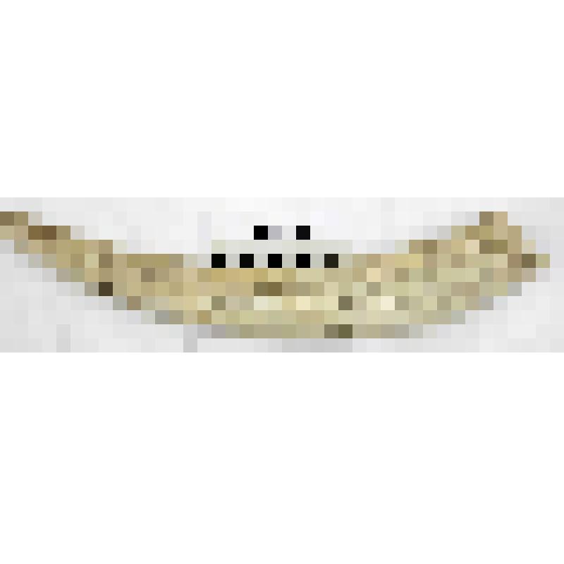 Клыки моржа