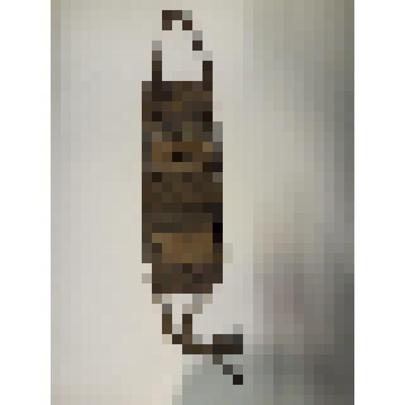 Ыцгырчак-седелка