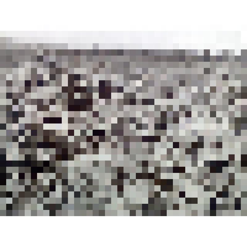 Фотография из фотоальбома "История Магаданской сельскохозяйственной опытной станции" 1960-е годы: на фото картофельное поле ОПХ  п.Ола