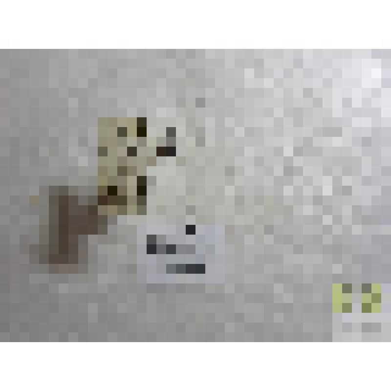 Бегунчик брюссельский (Bembidion bruxellense Wesin.)