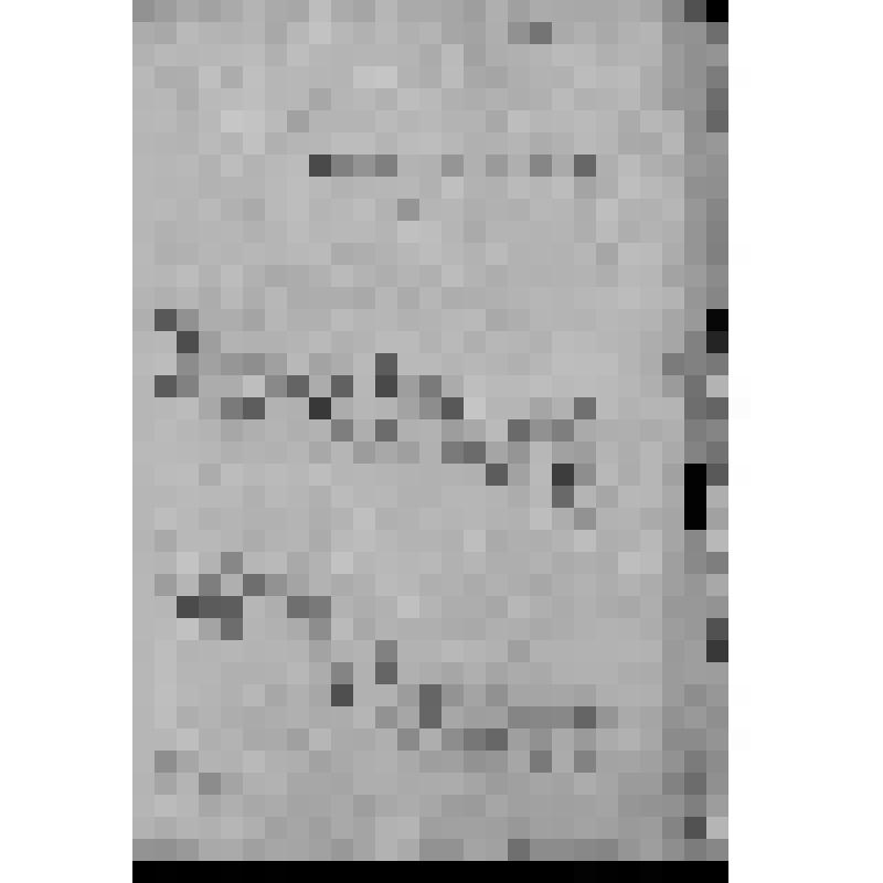 КОПИЯ РАПОРТА