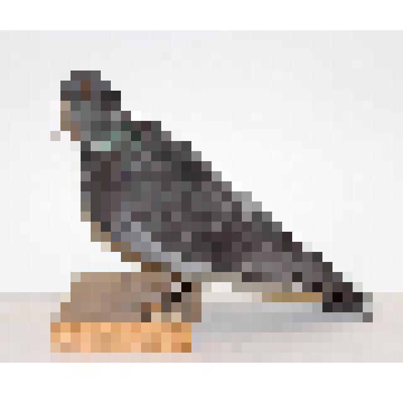 Скульптура таксидермическая. Голубь сизый