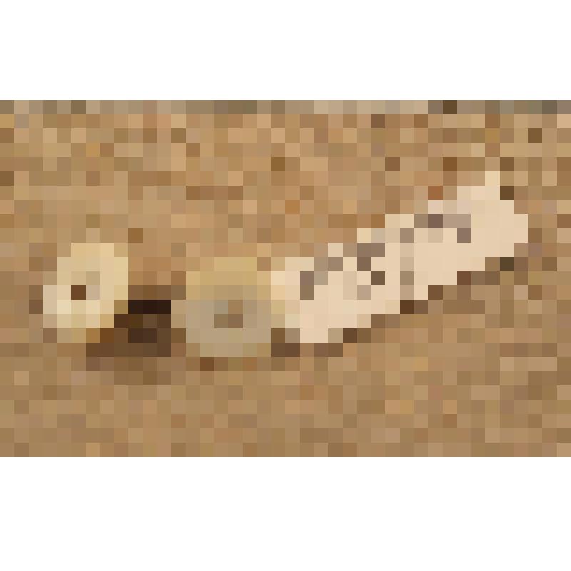 Запонка манжетная для мужской сорочки, из коллекции документальных и вещевых материалов семьи Орловой Калерии Николаевны, бывшей заведующей лабораторией областного туберкулезного диспансера, пенсионерки