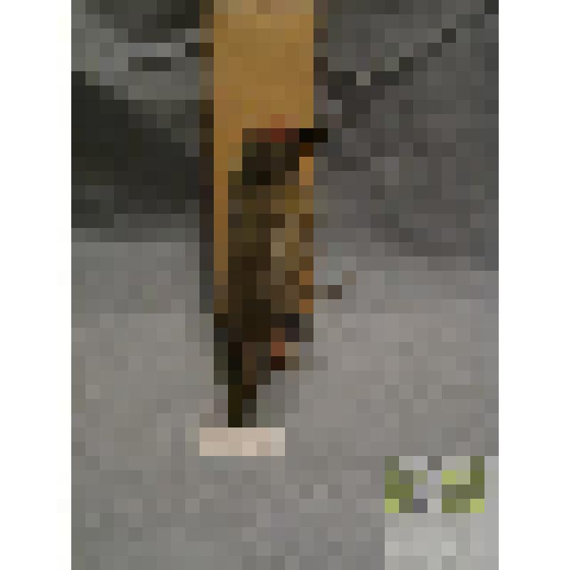 Дятел зеленый (Picus vinidis)