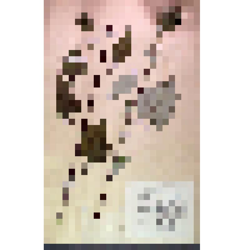 Лист гербарный. Сростнохвостник дельтовидный (Synurus deltoides)